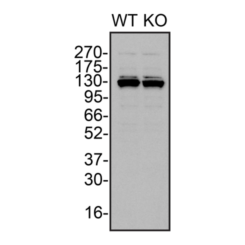 WB Image