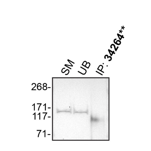 IP Image