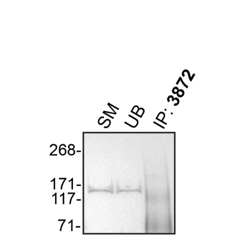 IP Image