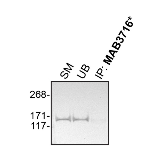 IP Image