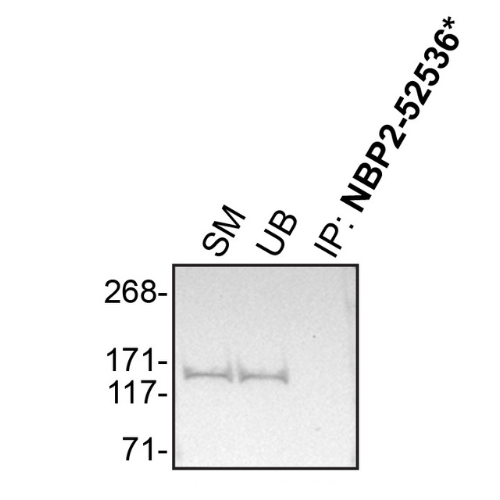 IP Image