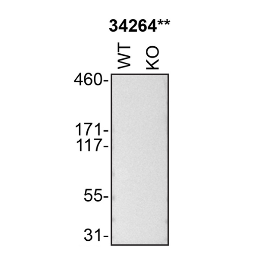 WB Image