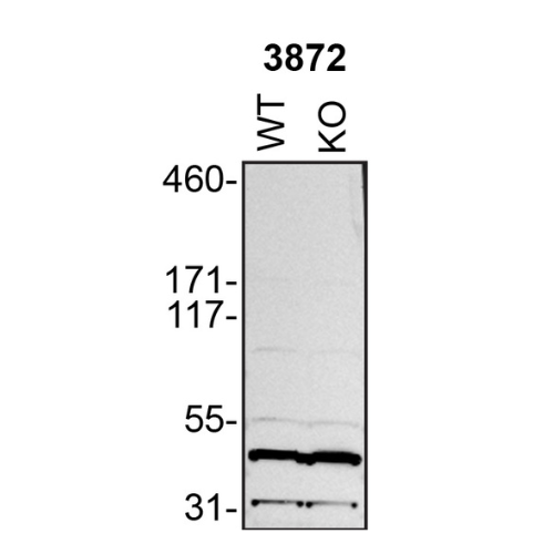 WB Image