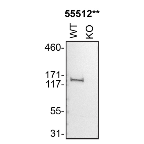 WB Image