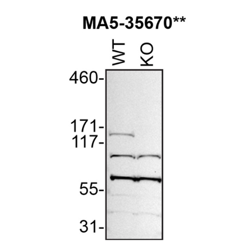 WB Image