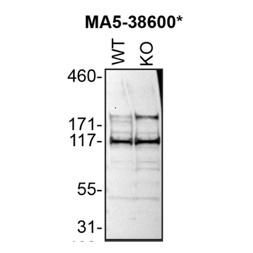 WB Image