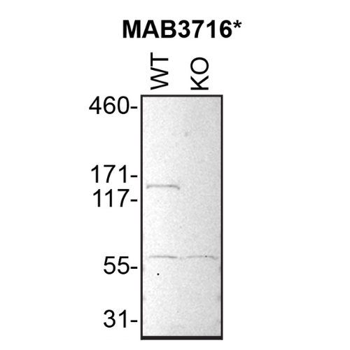 WB Image