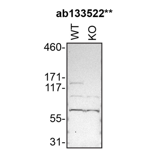 WB Image