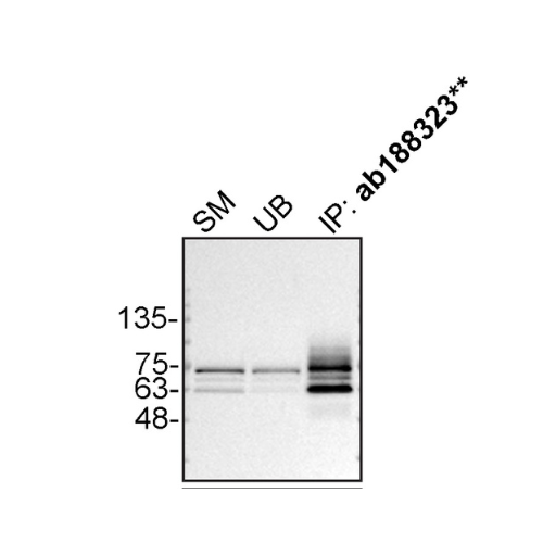 IP Image