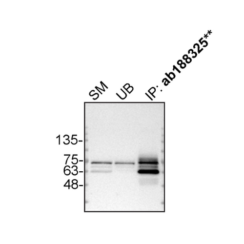 IP Image