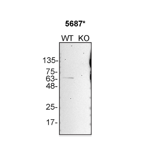 WB Image