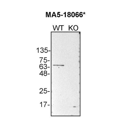 WB Image