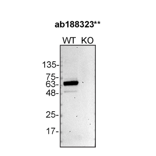 WB Image