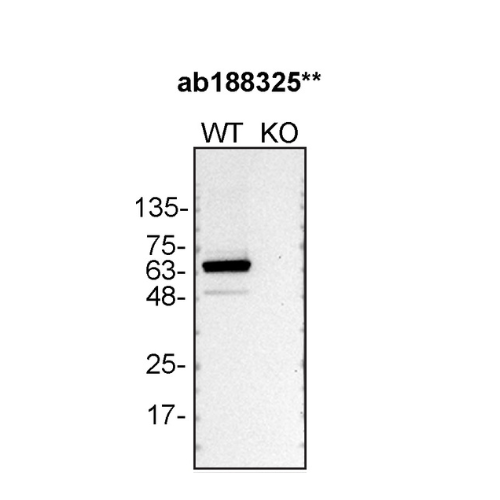 WB Image