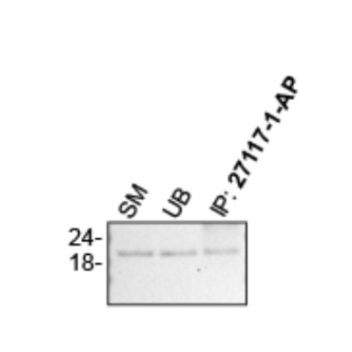 IP Image