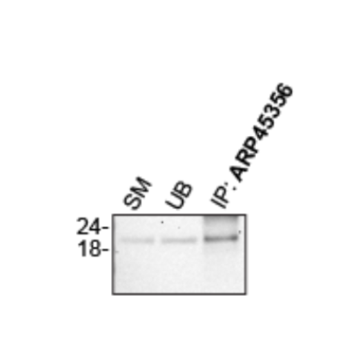 IP Image