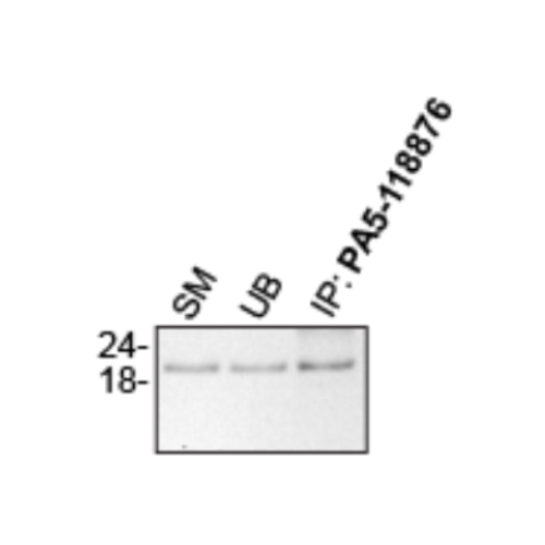 IP Image