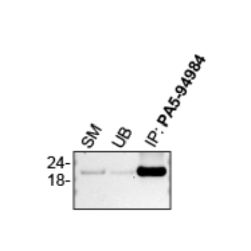 IP Image