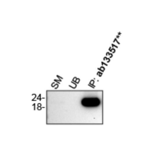 IP Image