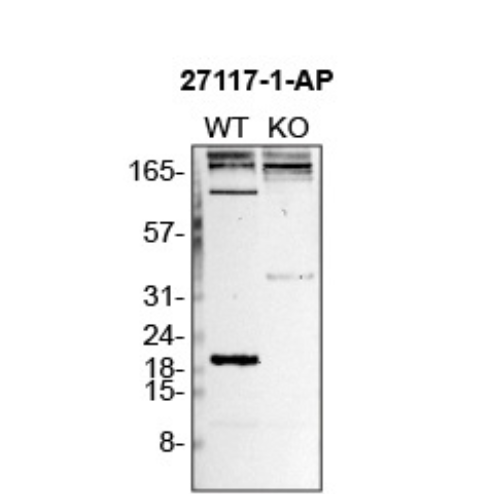 WB Image