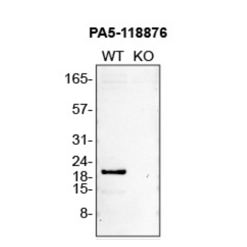 WB Image