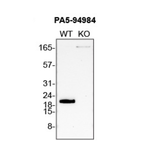 WB Image