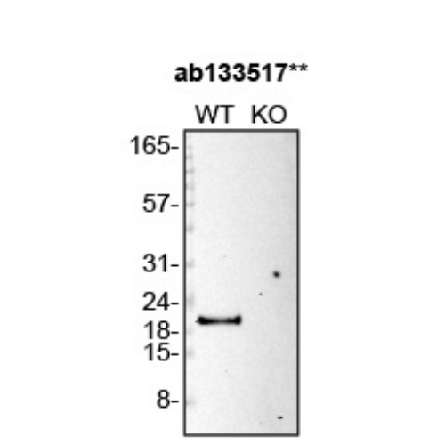 WB Image