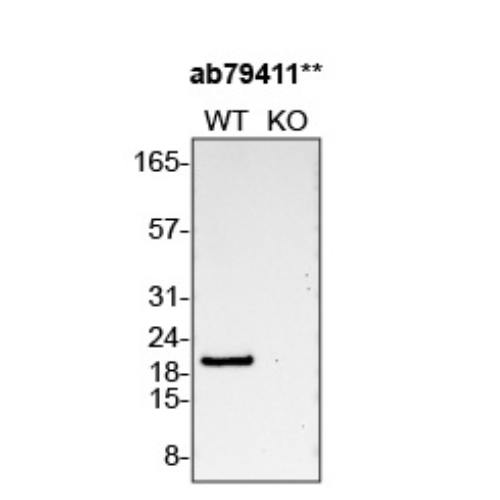 WB Image
