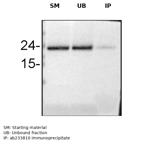 IP Image