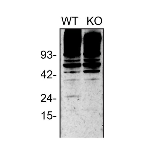 WB Image