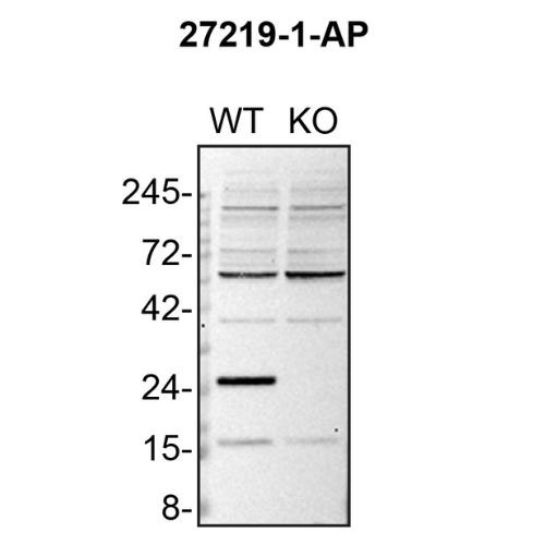 WB Image