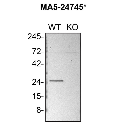 WB Image