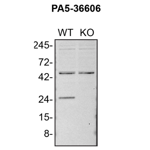 WB Image
