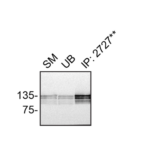 IP Image