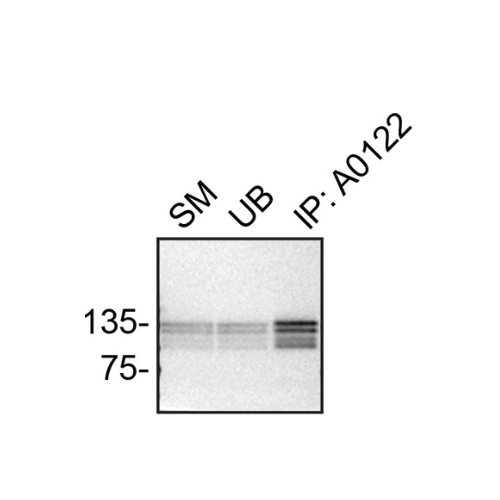 IP Image