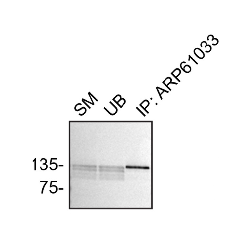 IP Image