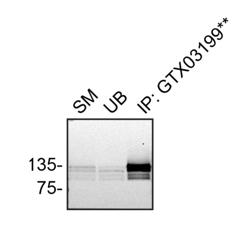 IP Image