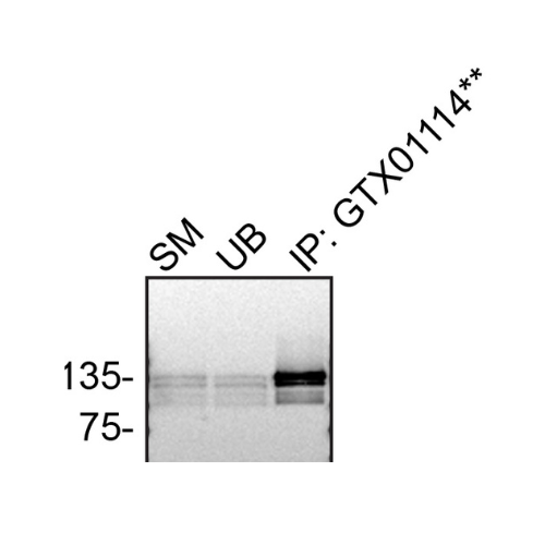 IP Image