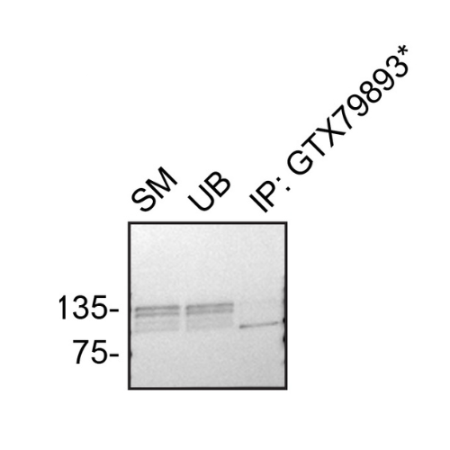 IP Image