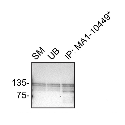IP Image