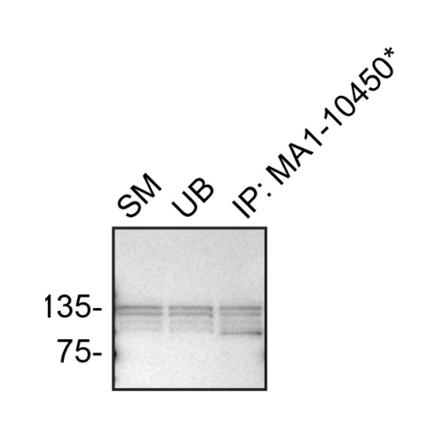 IP Image
