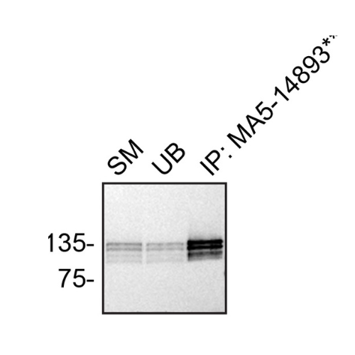 IP Image