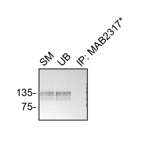 IP Image
