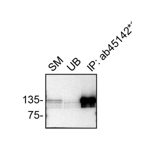 IP Image