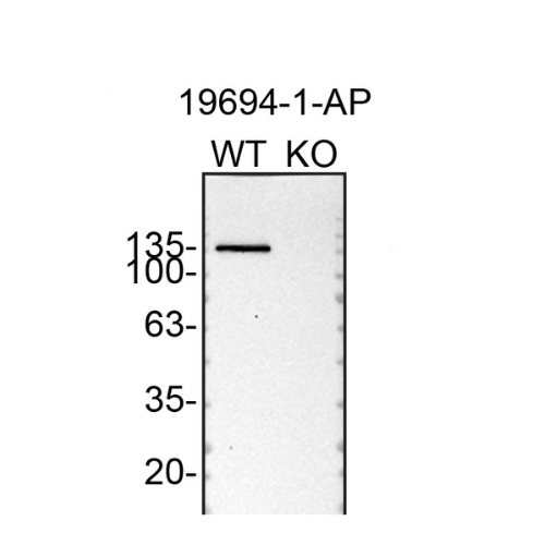 WB Image