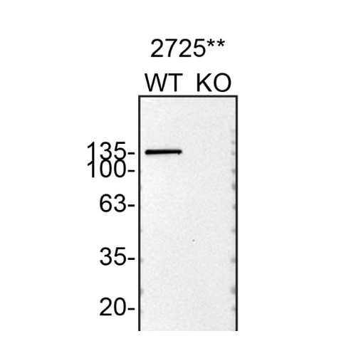 WB Image