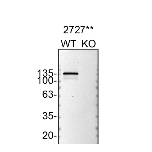 WB Image