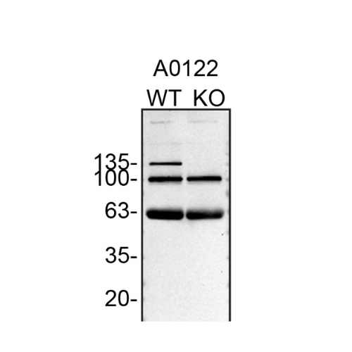 WB Image