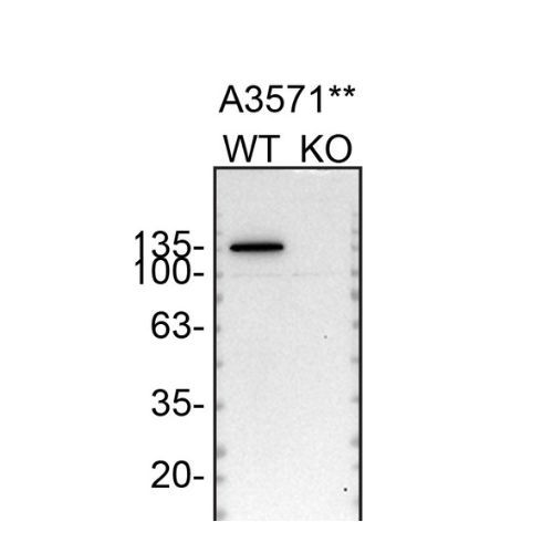 WB Image