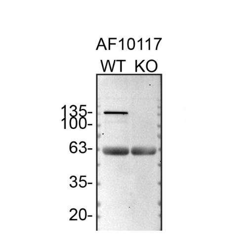 WB Image